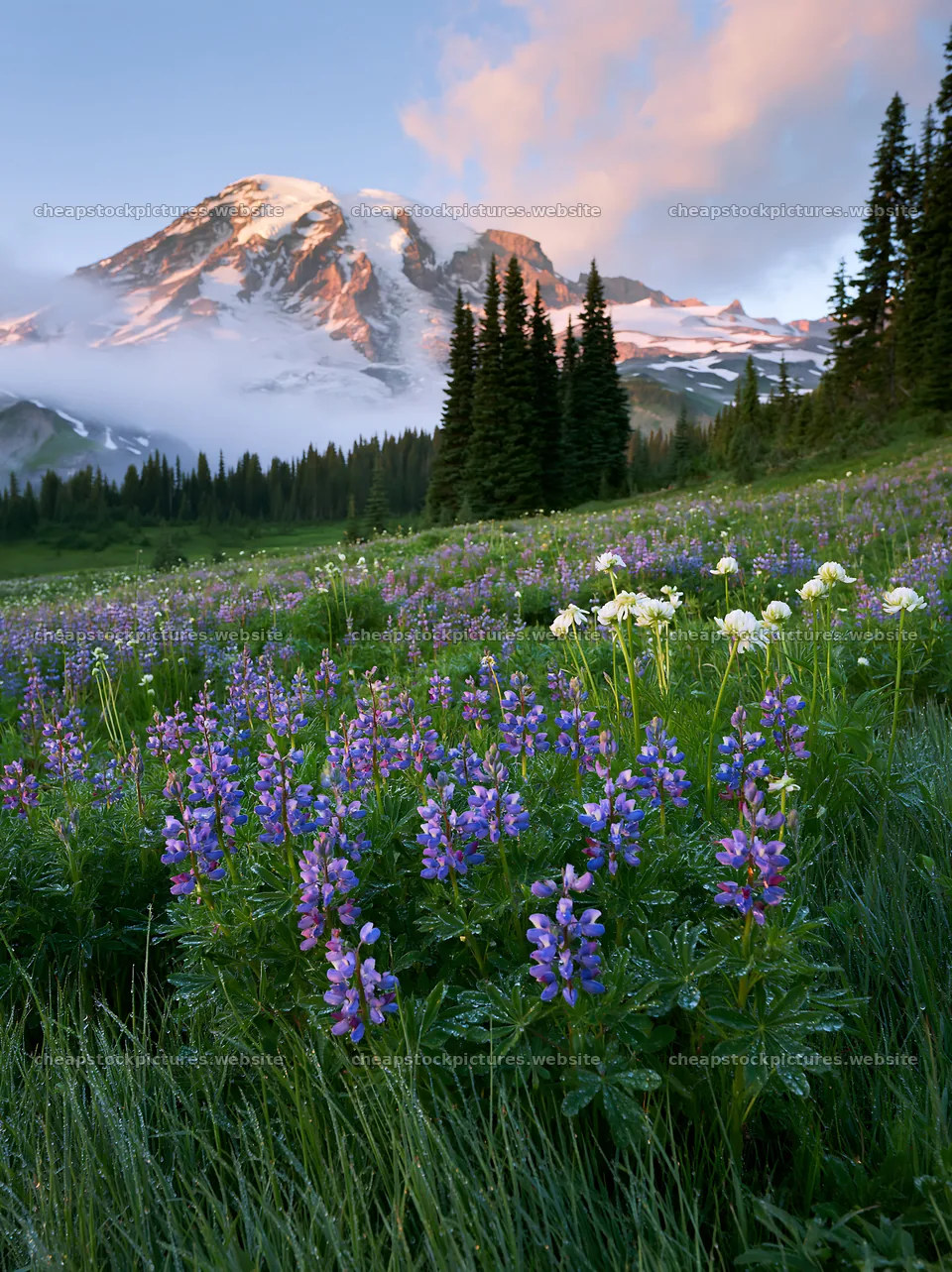 Mount Rainier wildflower meadow with sunrise and mountain backdrop – stock pictures 6866x9174