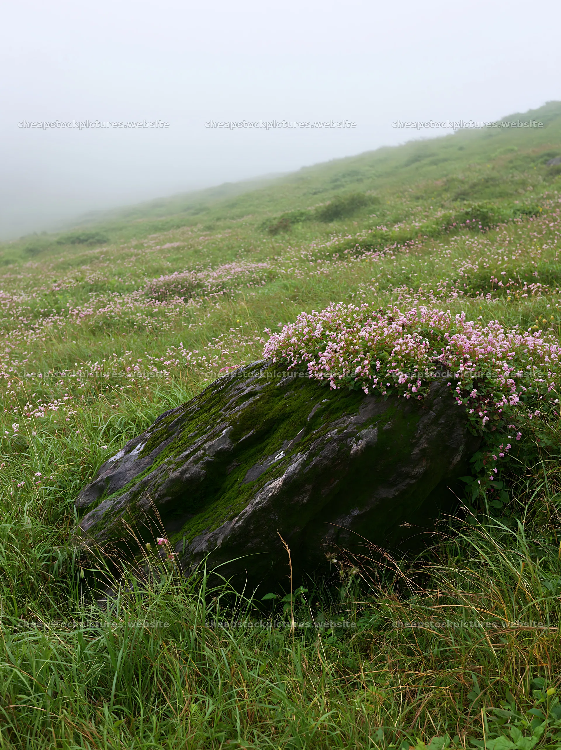 Moss covered stone in a misty meadow in Shimane – stock pictures 6866x9174