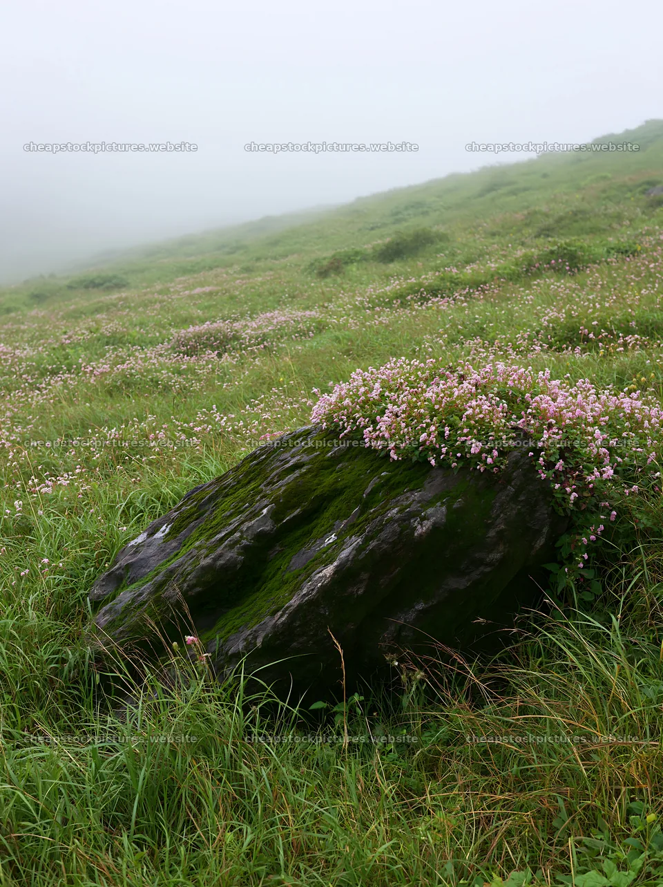 Moss covered stone in a misty meadow in Shimane – stock pictures 6866x9174