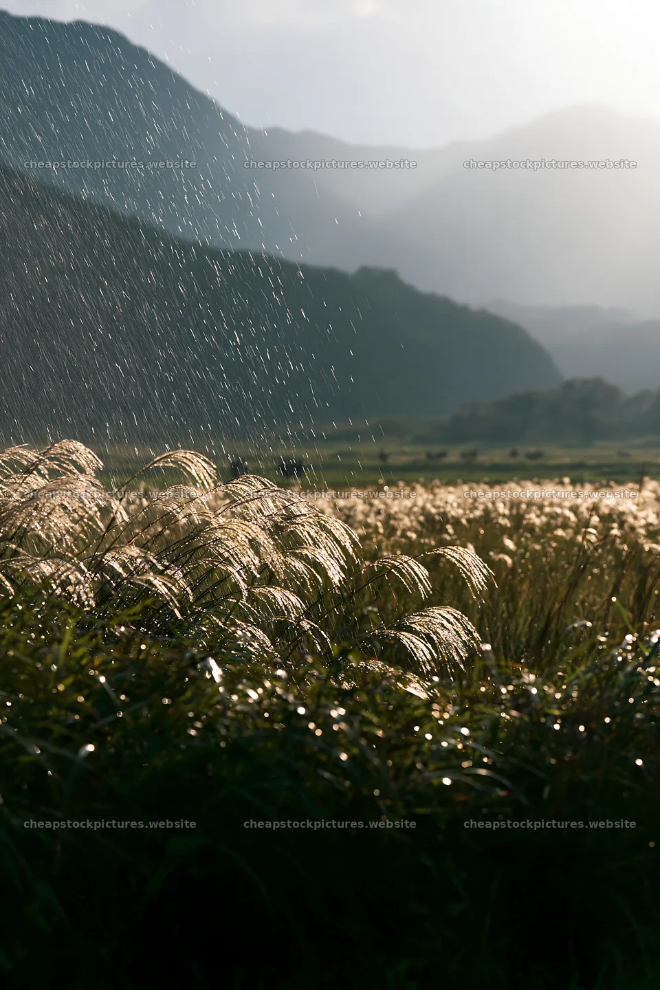 Morning dew on silver grass meadow in Nagano – stock pictures 6480x9722