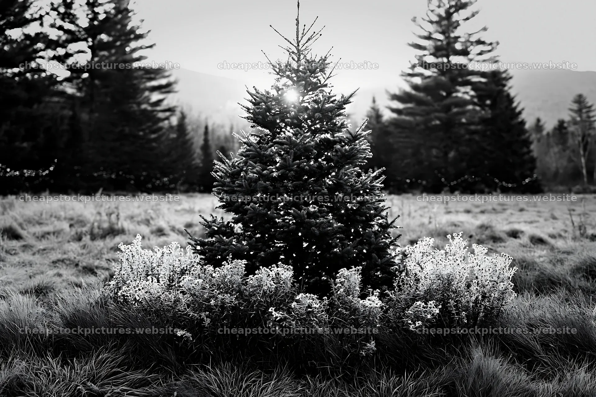 Christmas tree in meadow with sunbeams shining through – stock pictures 9722x6480