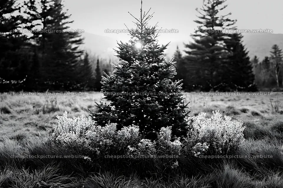Christmas tree in meadow with sunbeams shining through – stock pictures 9722x6480