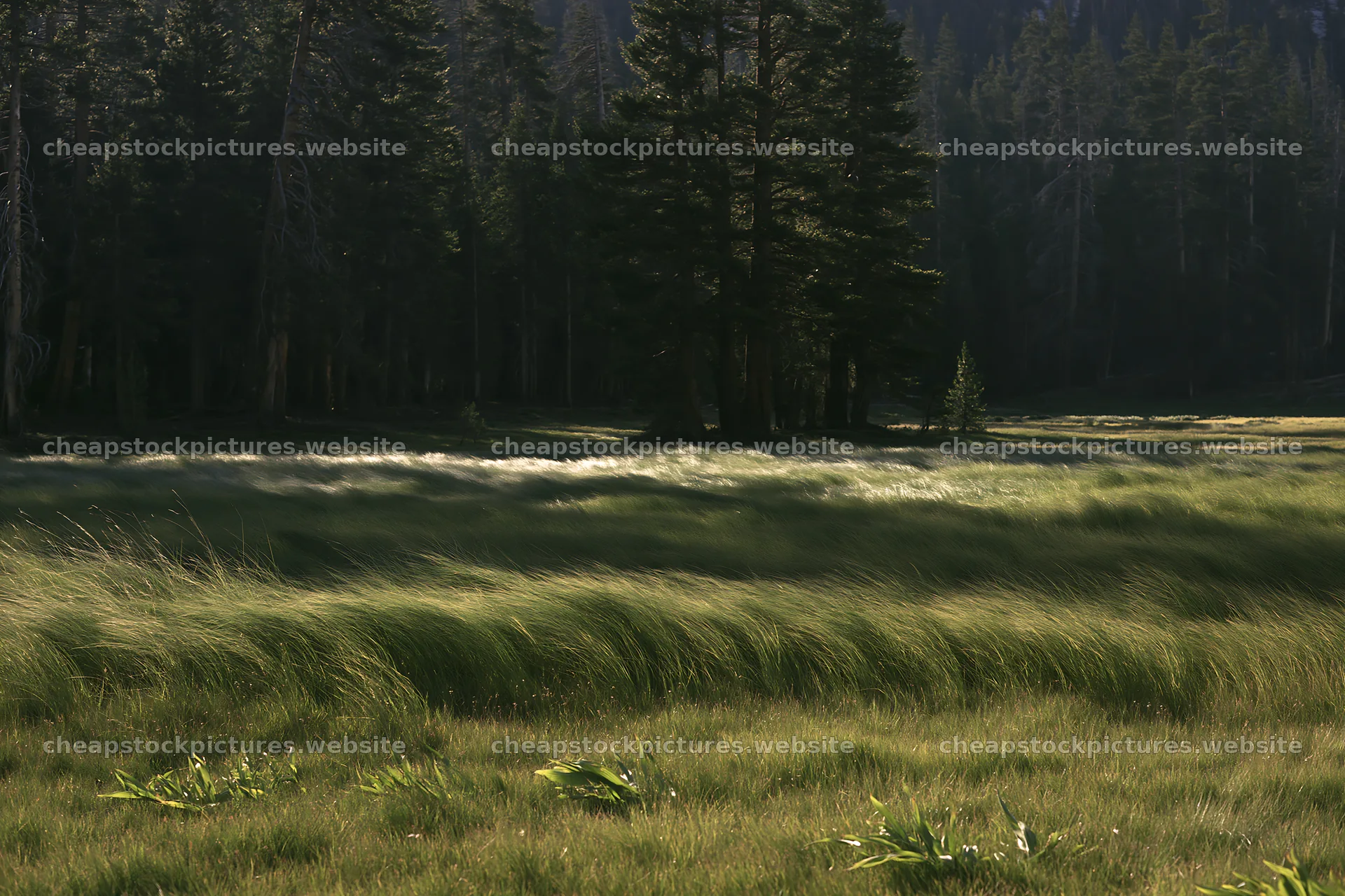 Pine forest meadow with tall grass and scattered trees – stock pictures 9722x6480