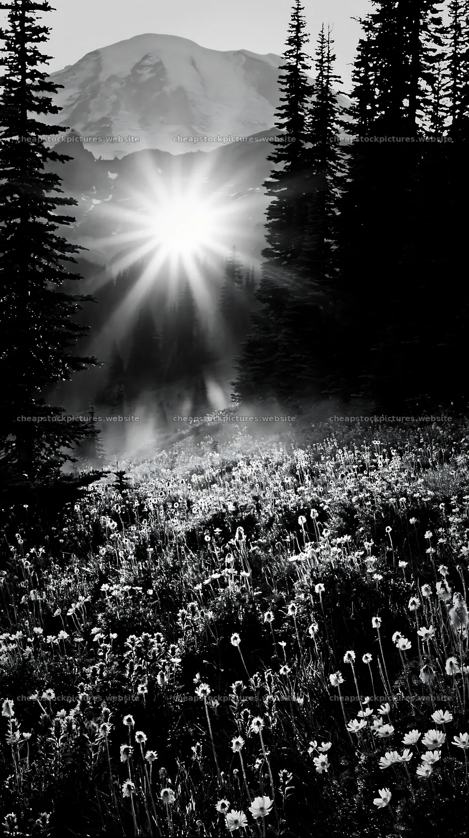 Mount Rainier wildflower meadow sunrise with sunlight beams – stock pictures 5938x10608