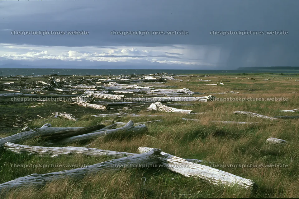 Ishikawa coastal meadow storm washed driftwood along the shore – stock pictures 9722x6480