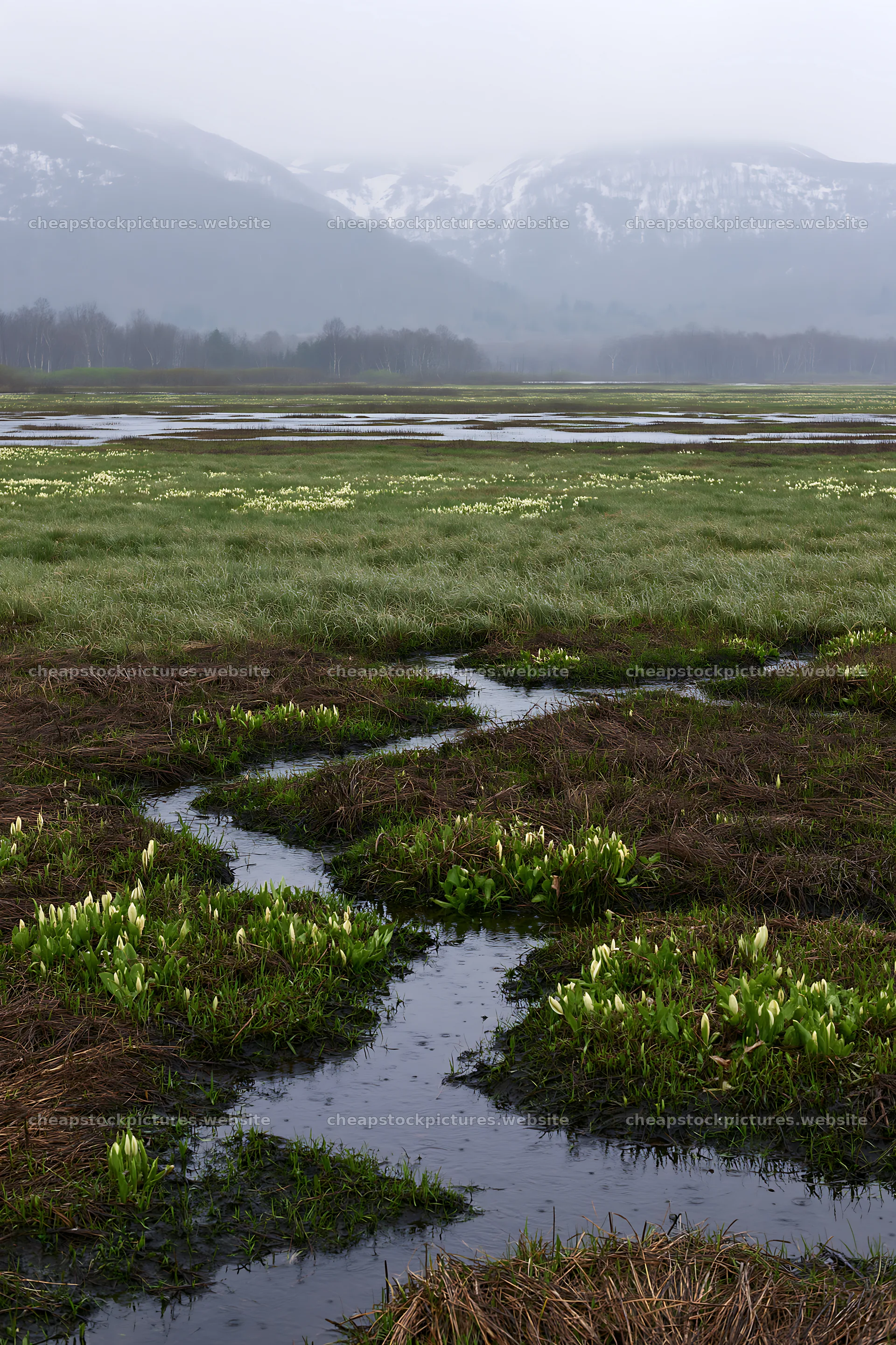 Akita snowmelt meadow with silver grasses shows spring growth – stock pictures 6480x9722