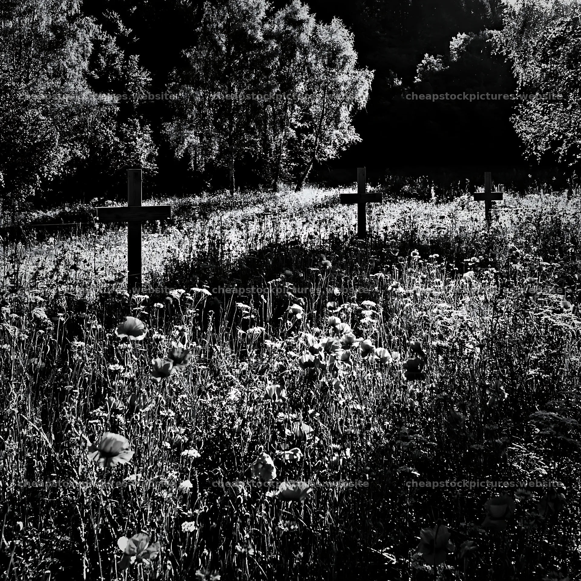 Wooden crosses in a meadow during Christmas time – stock pictures 7938x7938