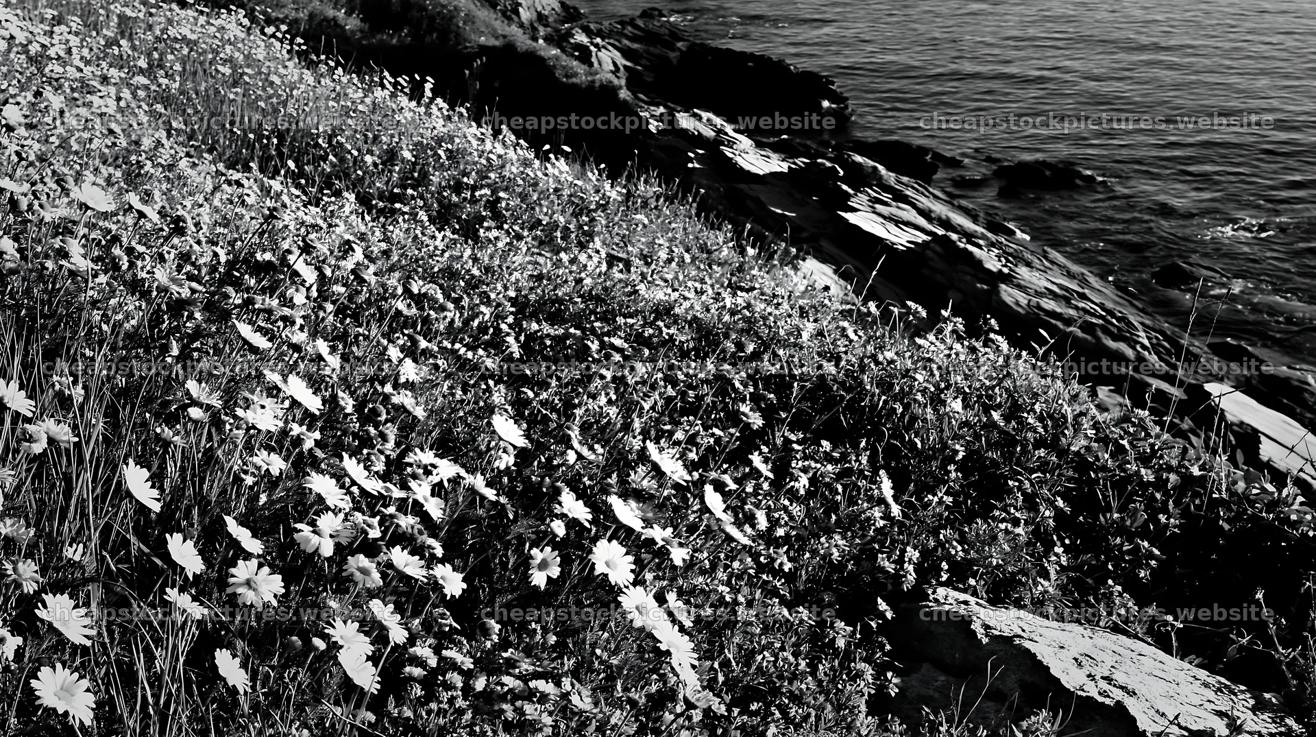 Italian meadow along rocky coast with flowers and sea – stock pictures 10608x5938