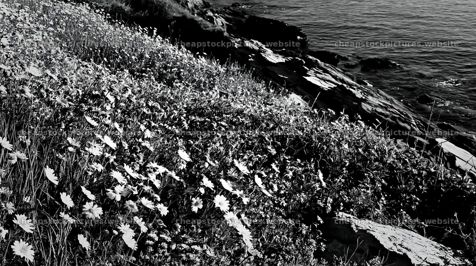 Italian meadow along rocky coast with flowers and sea – stock pictures 10608x5938