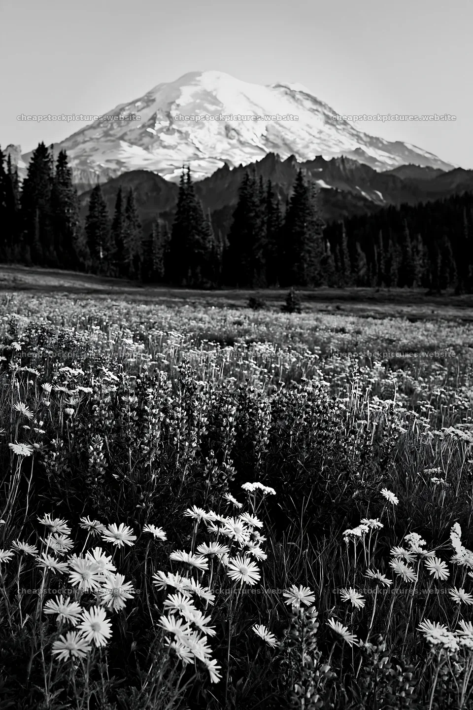 Mount Rainier wildflower meadow during sunrise – stock pictures 6480x9722