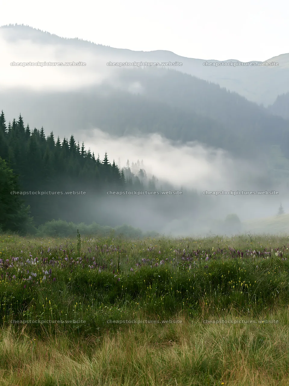 Colorful orchid meadow beneath misty mountains – stock pictures 6866x9174