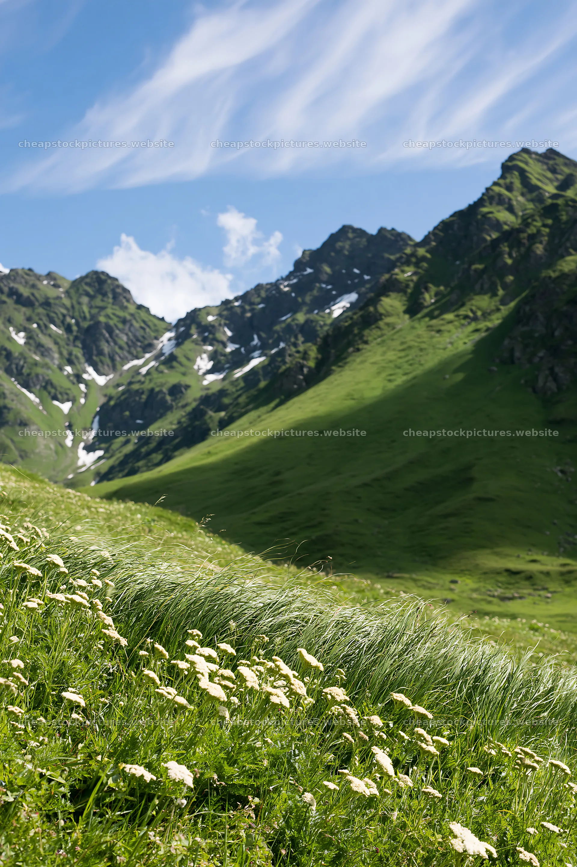 Yarrow meadow bloom with mountains under blue sky – stock pictures 6480x9722