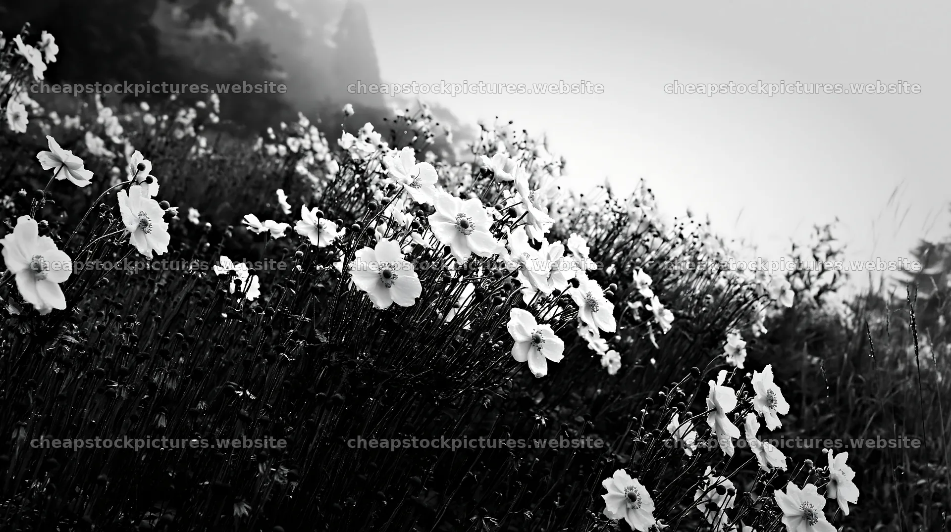 Iwate rain refreshed meadow seedhead foreground with white flowers – stock pictures 10608x5938