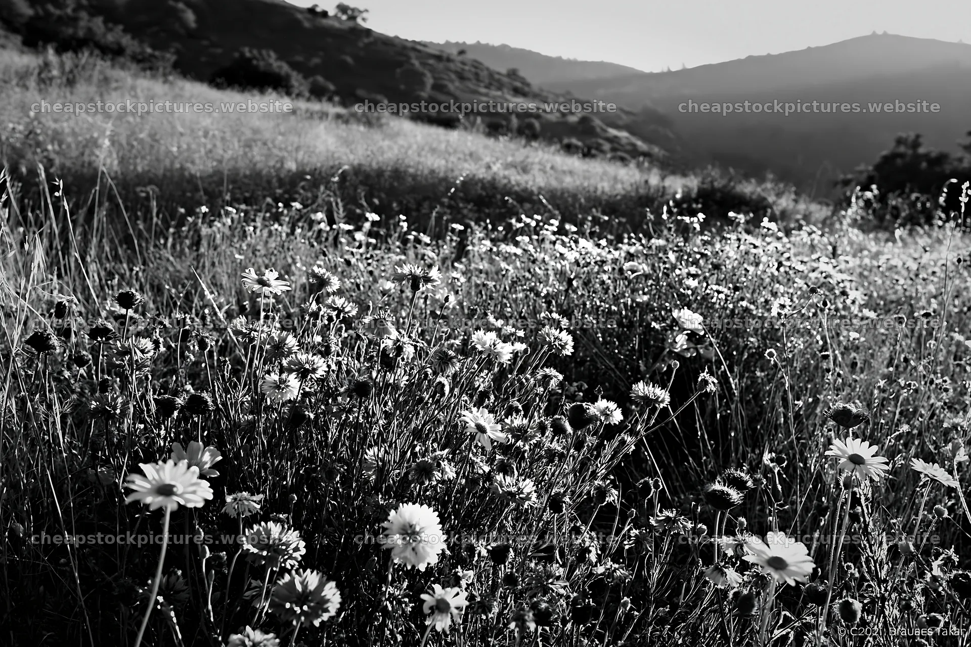 Regenerative meadow with wildflowers in black and white – stock pictures 9722x6480