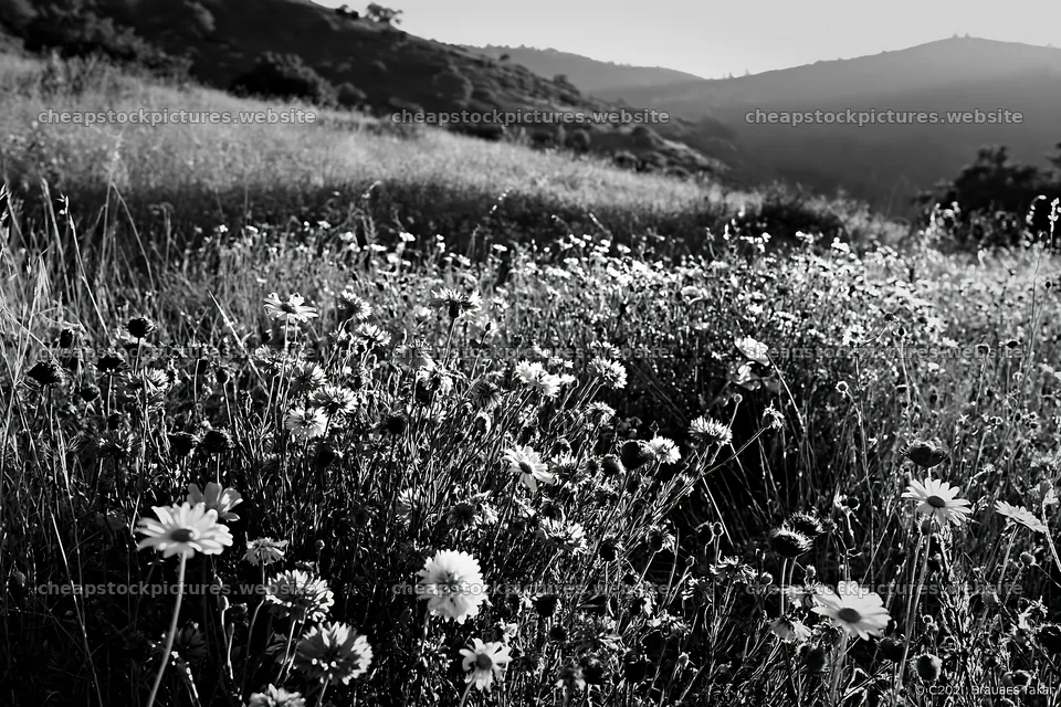 Regenerative meadow with wildflowers in black and white – stock pictures 9722x6480