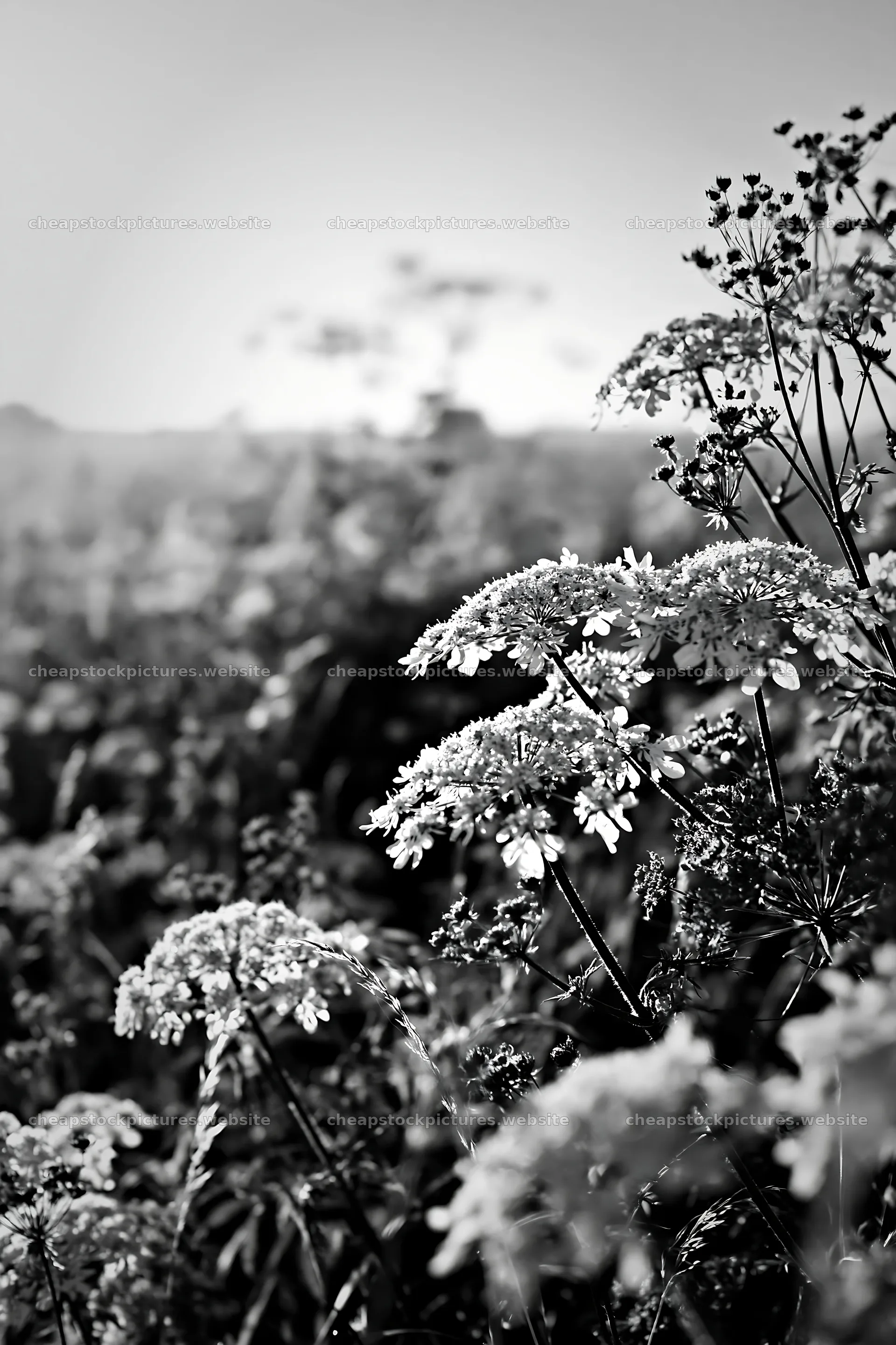 Sunny white umbel meadow filled with flowers – stock pictures 6480x9722