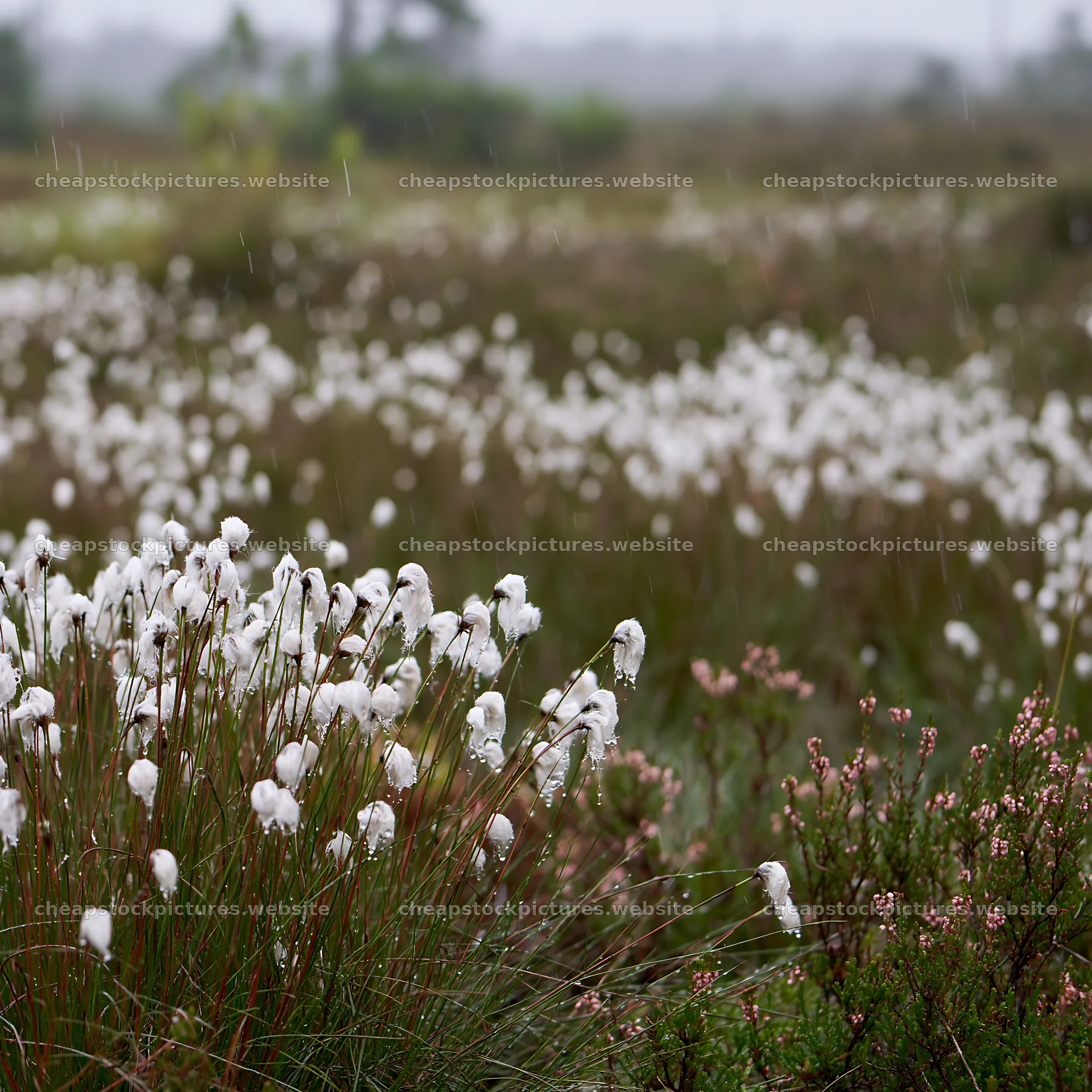 Cottongrass meadow glow under soft rain – stock pictures 7938x7938