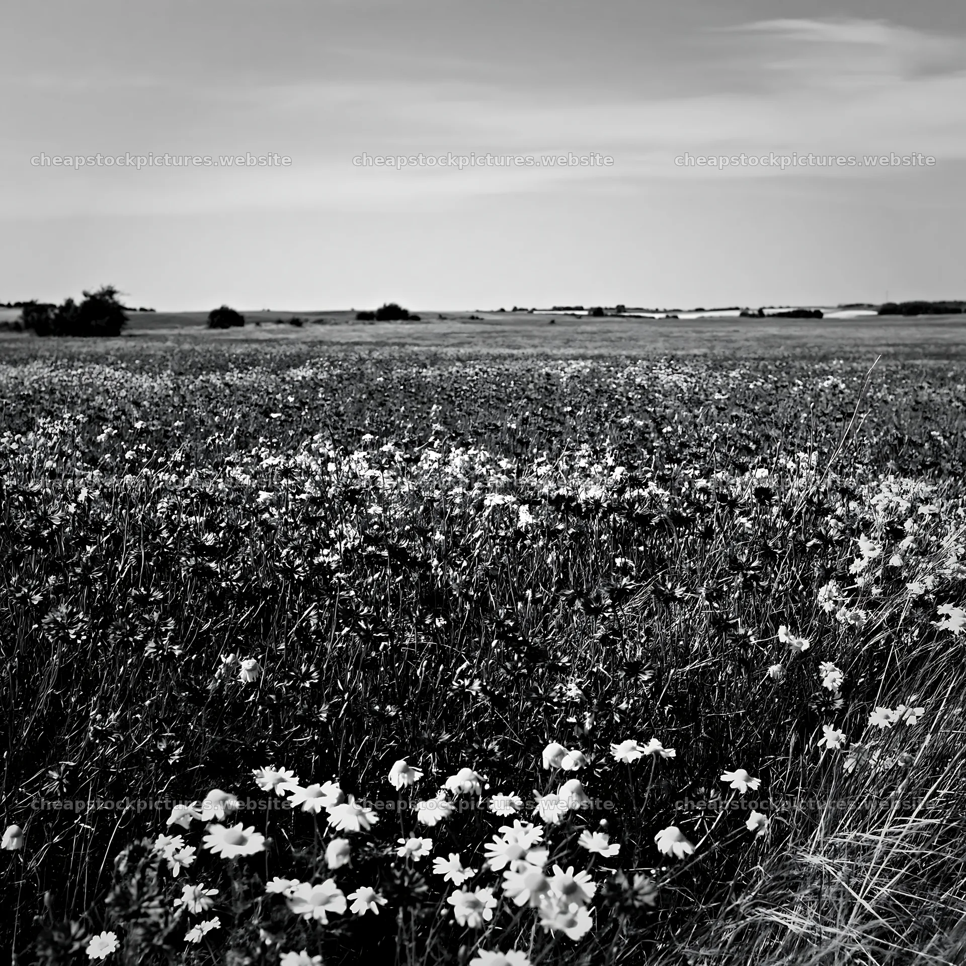 Colorful cornflower meadow with daisies under a clear sky – stock pictures 7938x7938