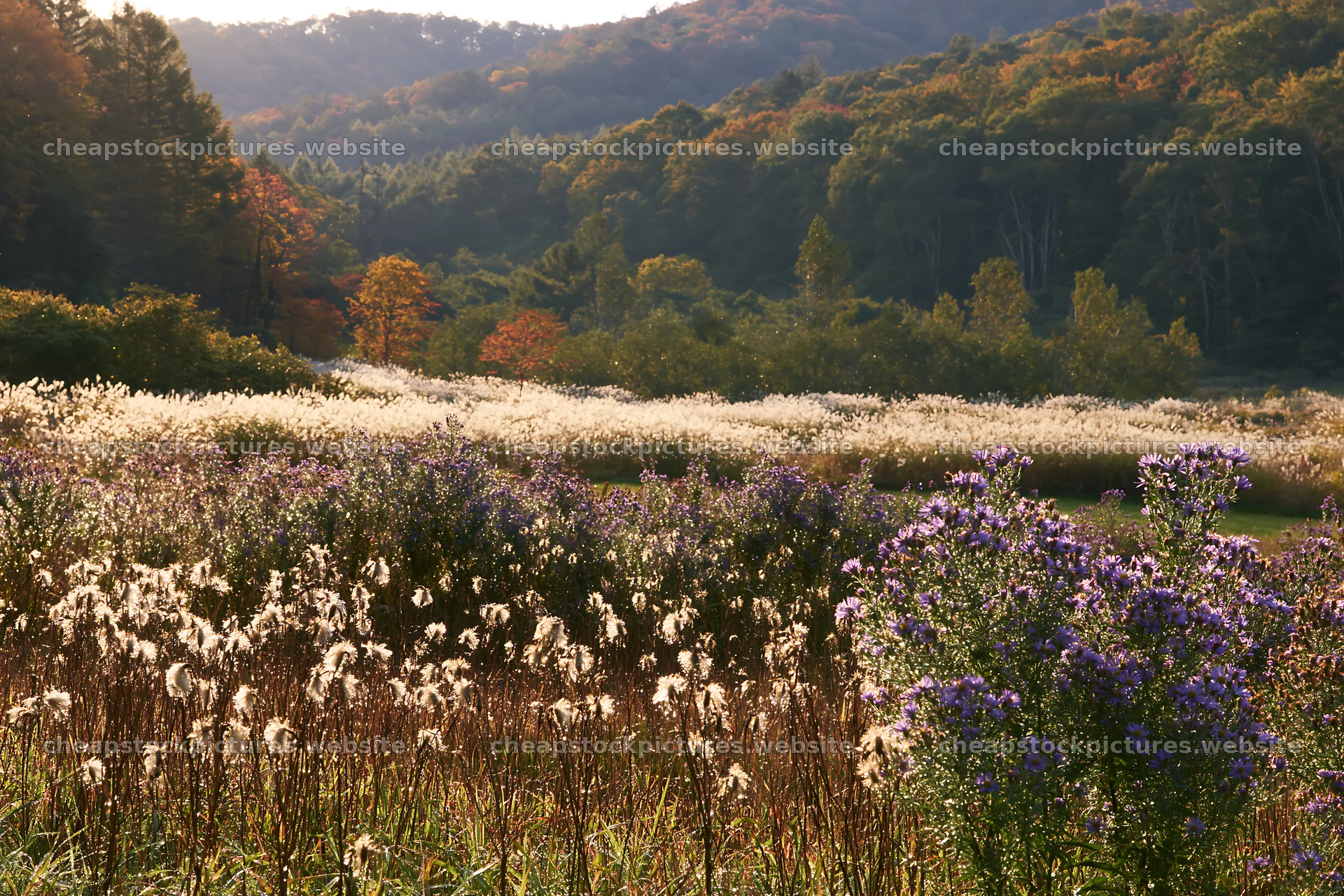 Iwate rain refreshed meadow seedhead foreground – stock pictures 9722x6480