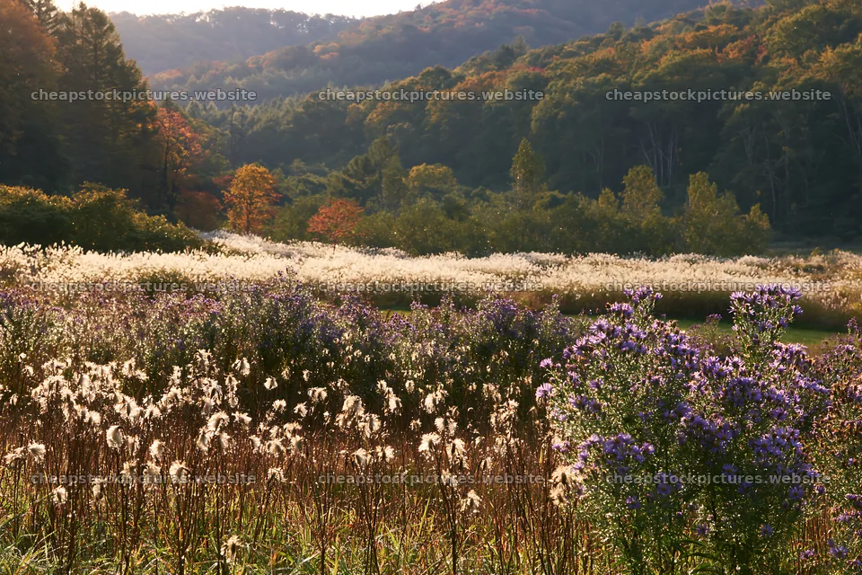 Iwate rain refreshed meadow seedhead foreground – stock pictures 9722x6480