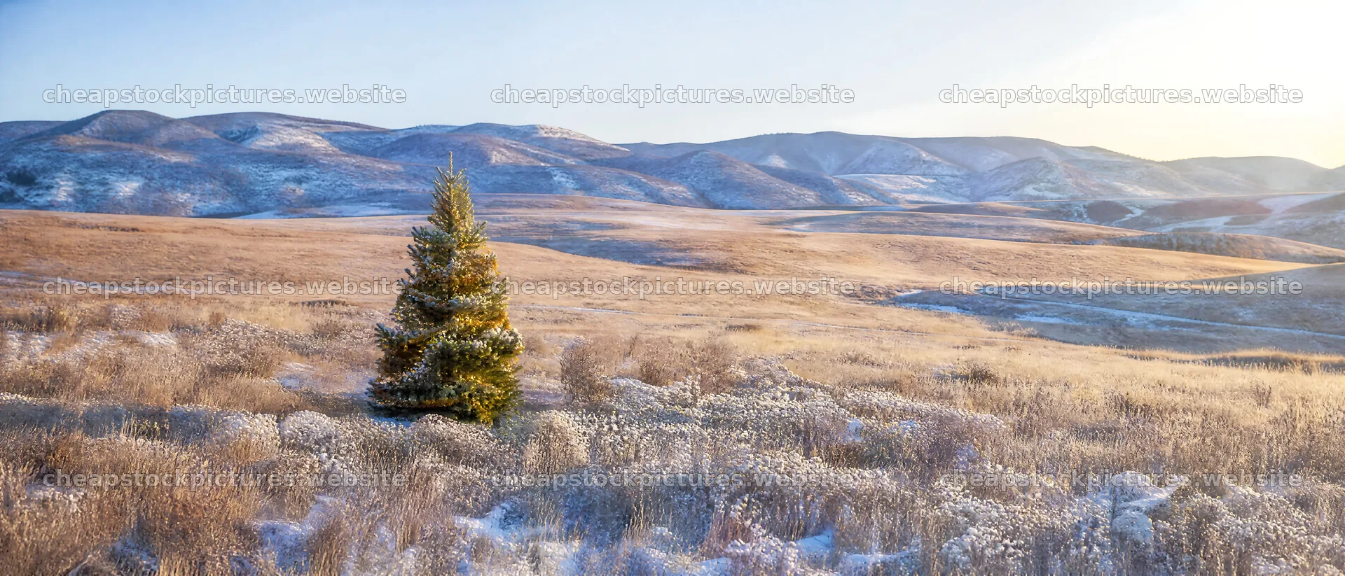 Vibrant Christmas tree in meadow under winter sunlight – stock pictures 12124x5196