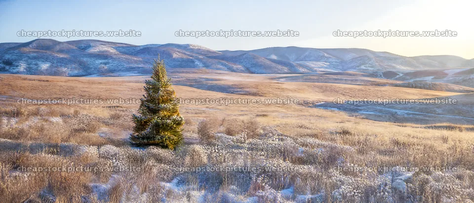 Vibrant Christmas tree in meadow under winter sunlight – stock pictures 12124x5196