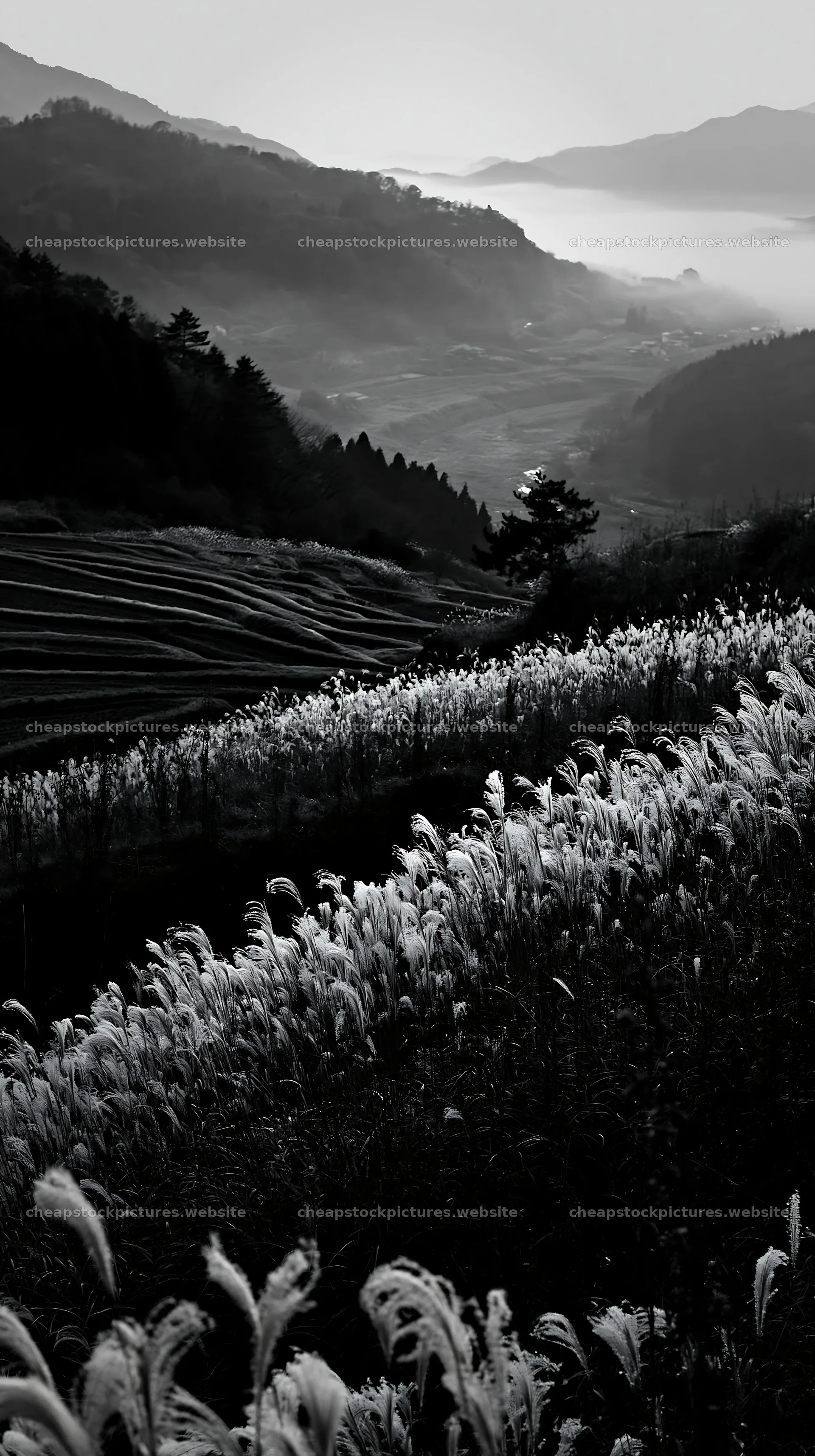 Ehime twilight meadow with dry seedheads in evening light – stock pictures 5938x10608