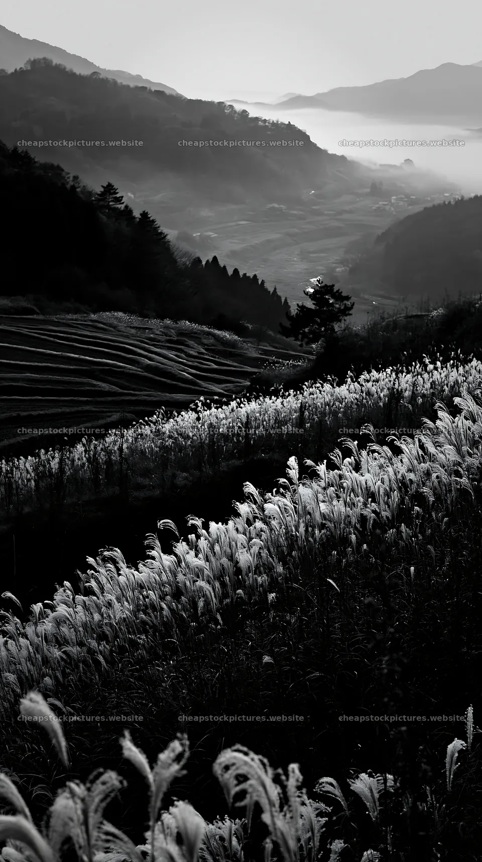 Ehime twilight meadow with dry seedheads in evening light – stock pictures 5938x10608