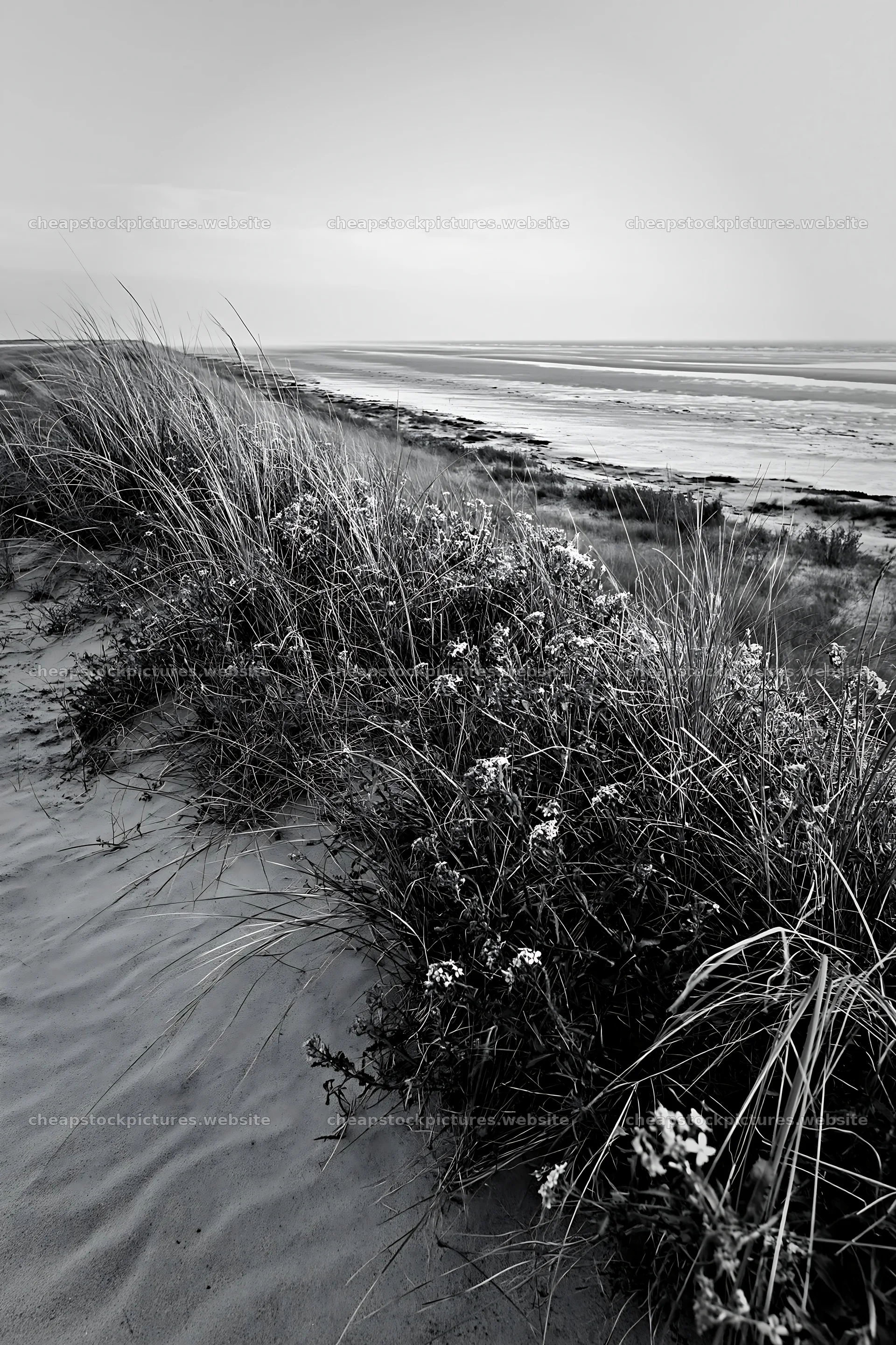Beachside flower meadow with coastal grass and blooming flowers – stock pictures 6480x9722