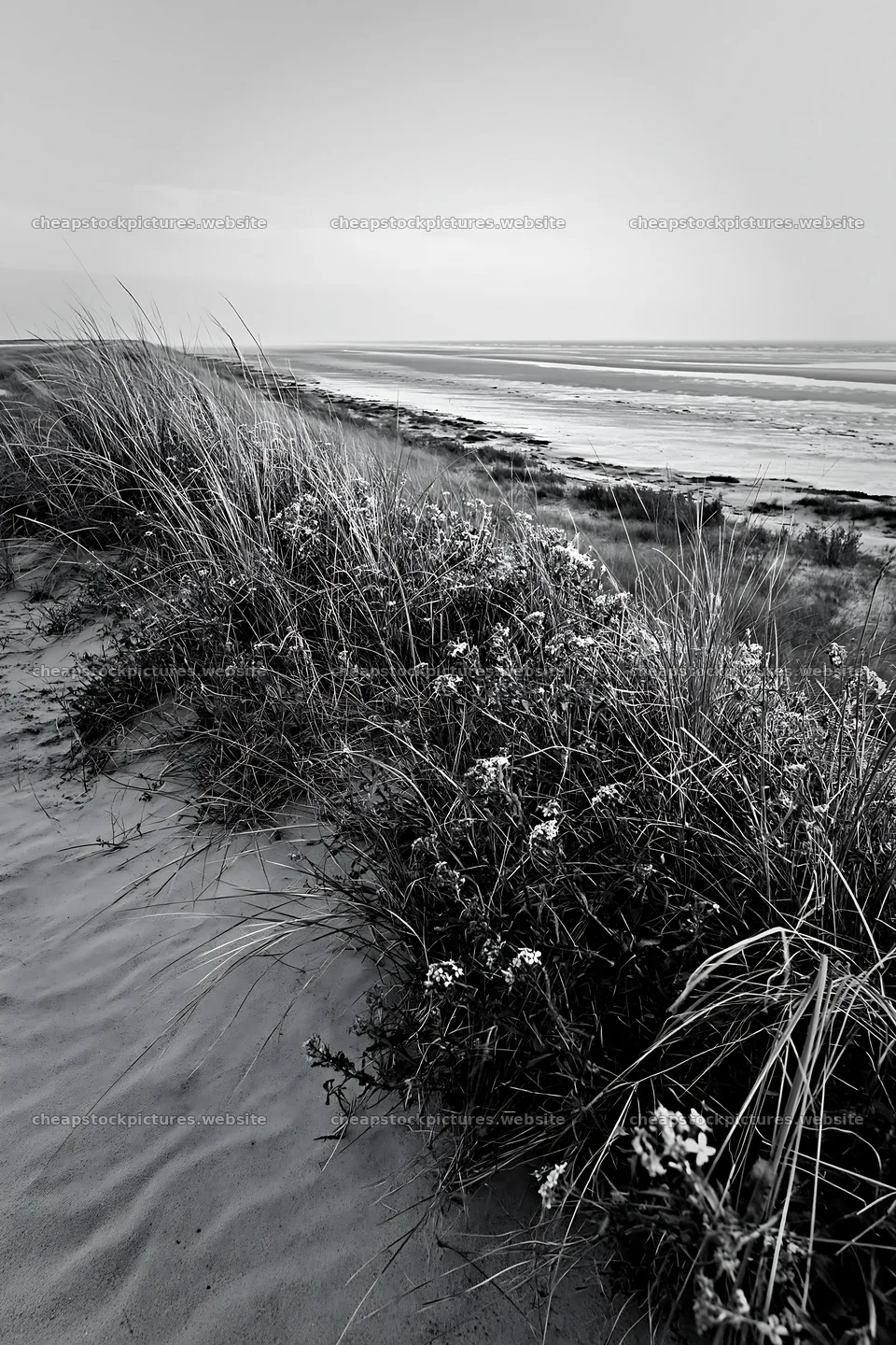 Beachside flower meadow with coastal grass and blooming flowers – stock pictures 6480x9722
