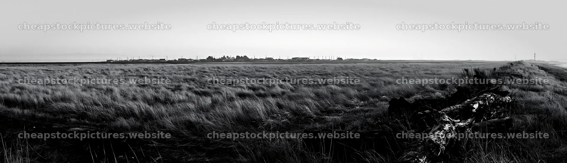 Chiba coastal climate meadow with driftwood in foreground – stock pictures 14762x4268