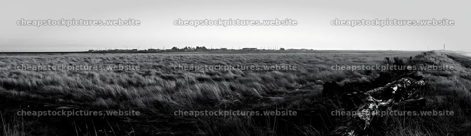 Chiba coastal climate meadow with driftwood in foreground – stock pictures 14762x4268