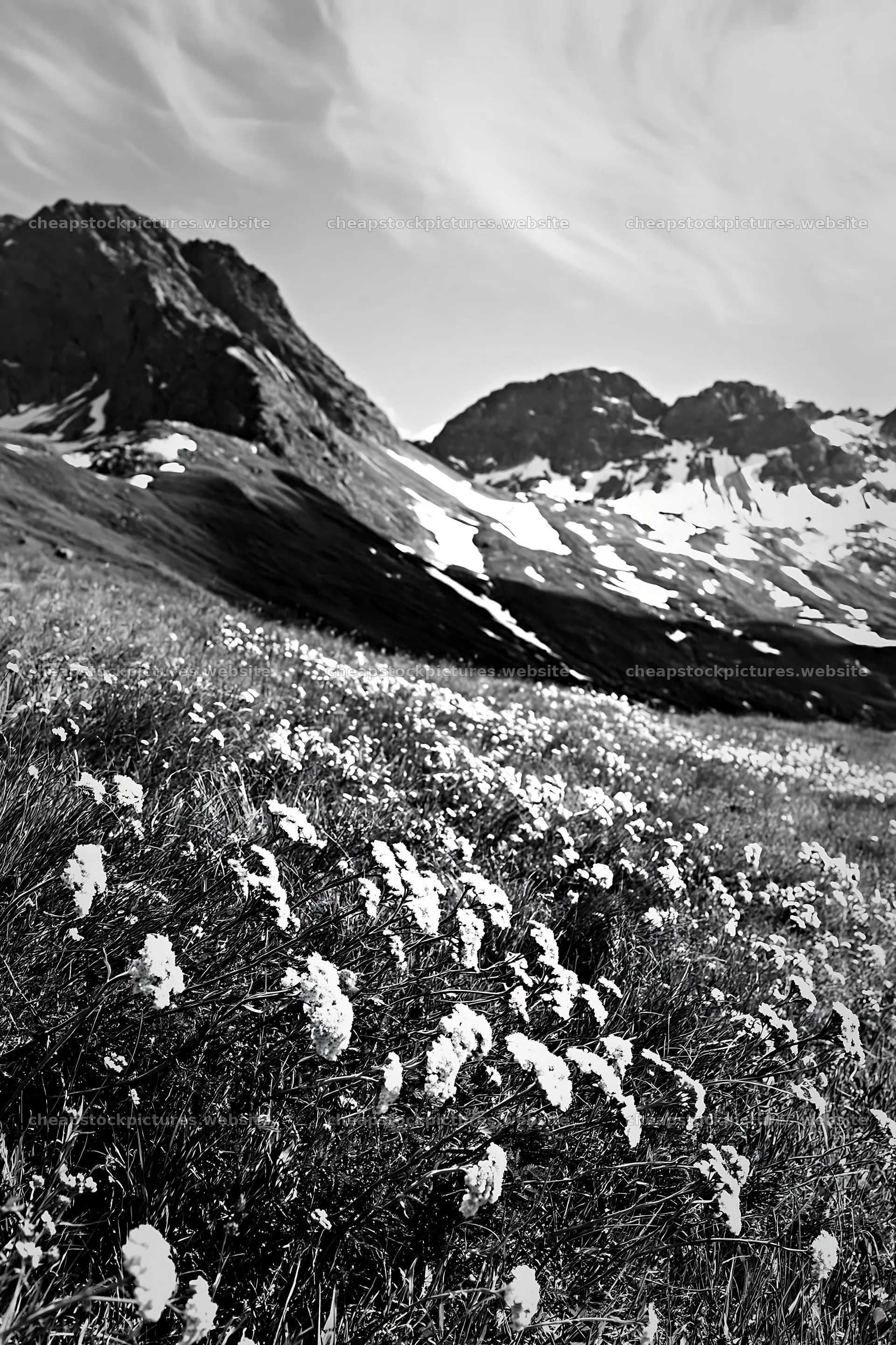 Yarrow meadow blooms among mountains in spring landscape – stock pictures 6480x9722