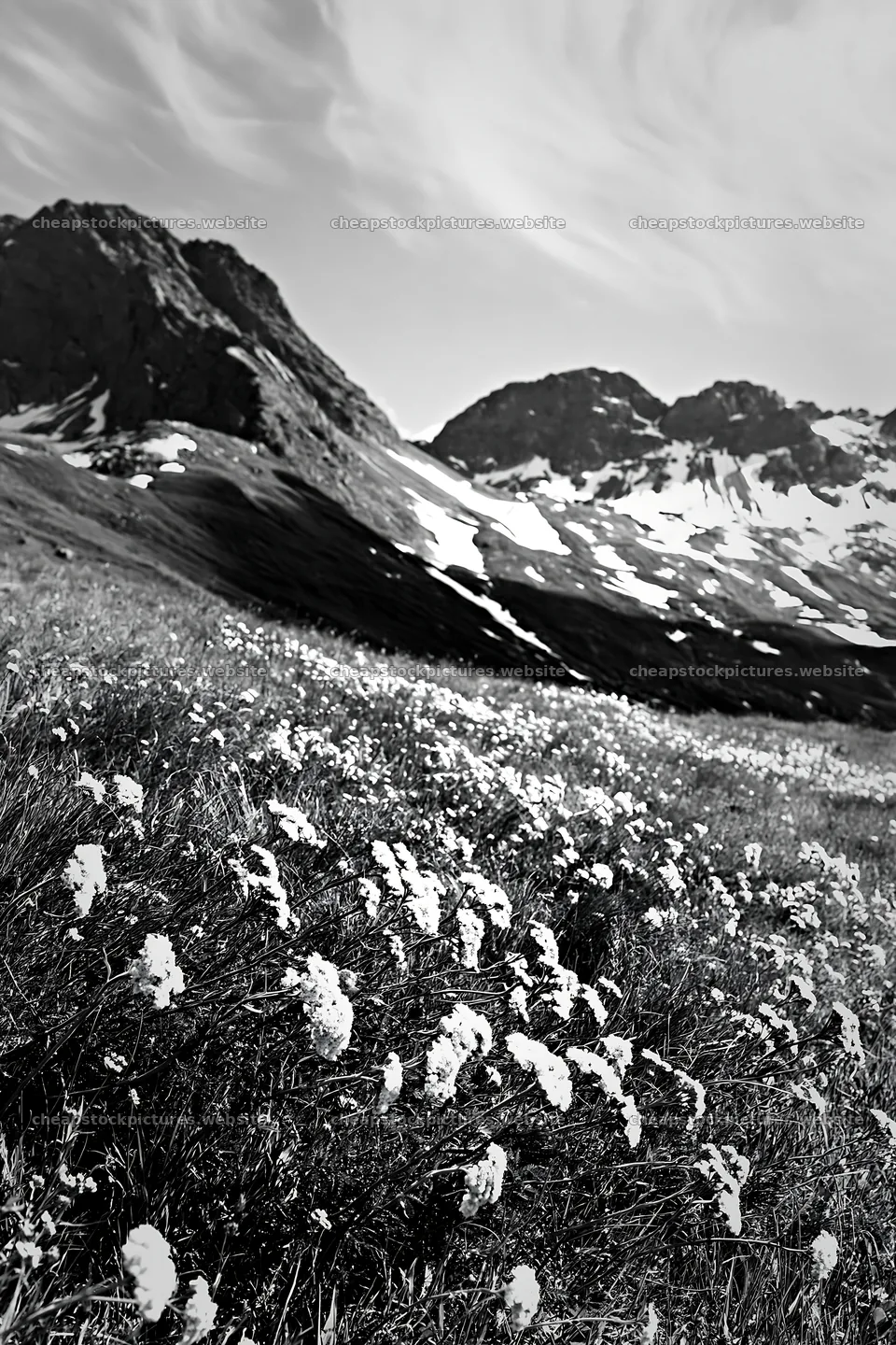 Yarrow meadow blooms among mountains in spring landscape – stock pictures 6480x9722