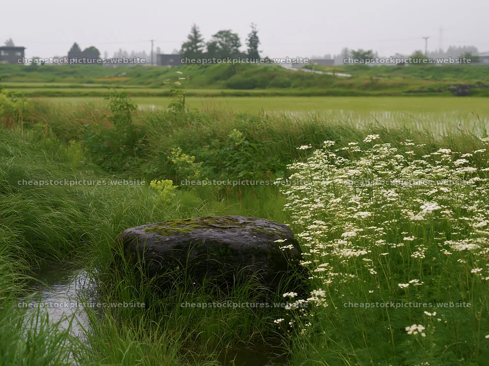 Aomori climate resilient meadow with boulder – stock pictures 9174x6866