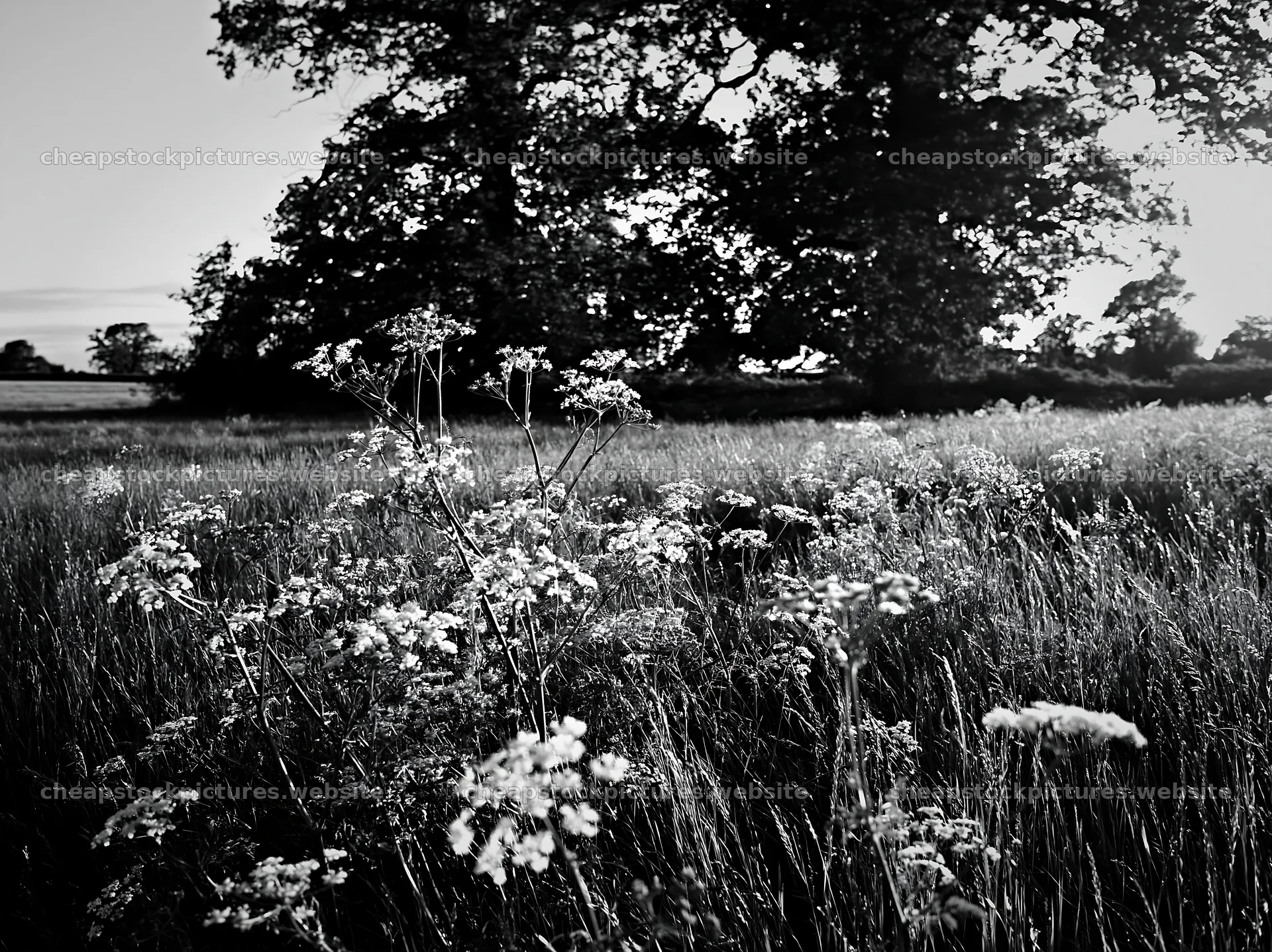 Cow parsley meadow with trees under soft light – stock pictures 9174x6866