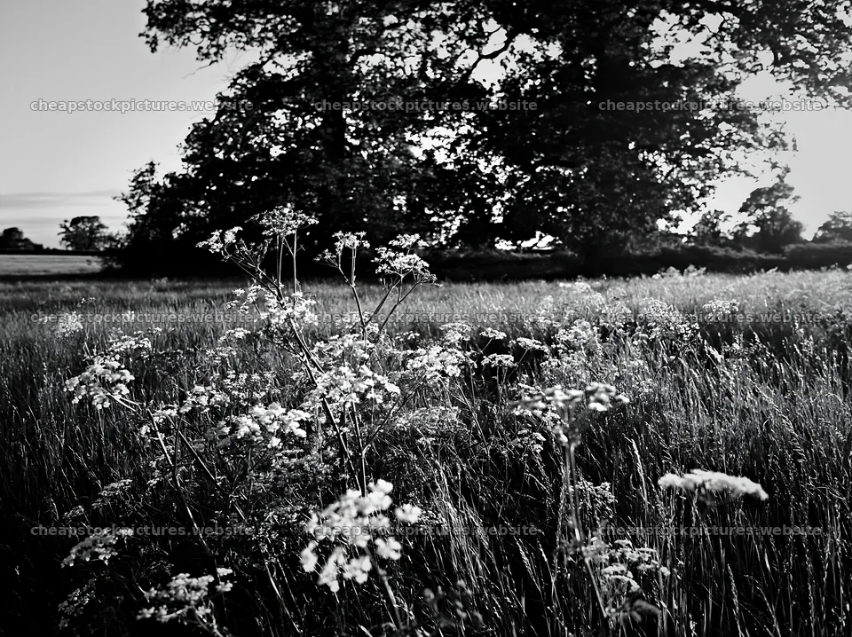 Cow parsley meadow with trees under soft light – stock pictures 9174x6866