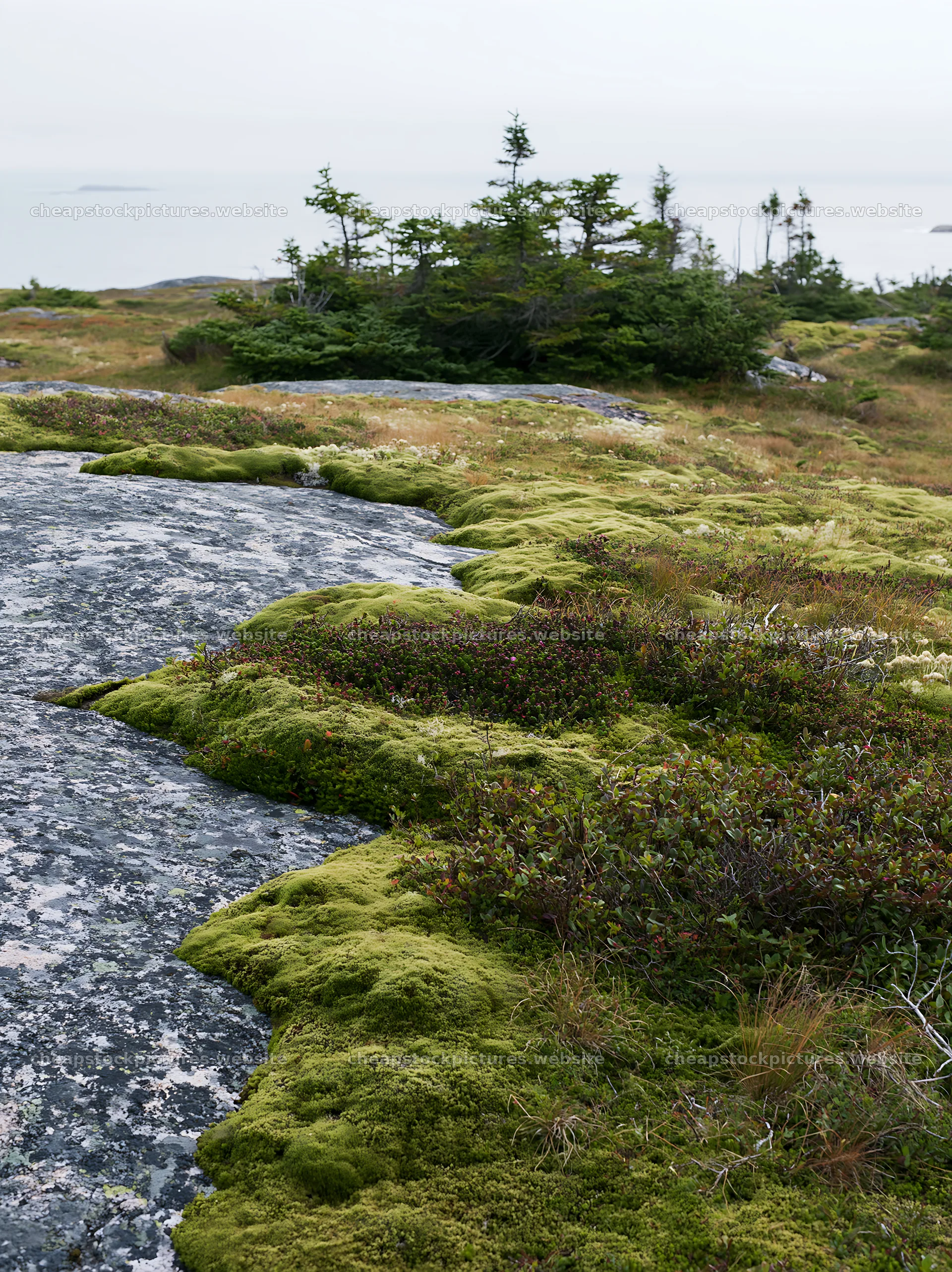 Mossy boulders in a meadow near the coastline – stock pictures 6866x9174