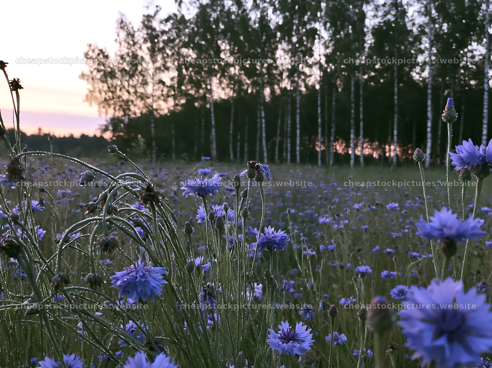 Cornflower meadow at sunset with trees in the background – stock pictures 9174x6866