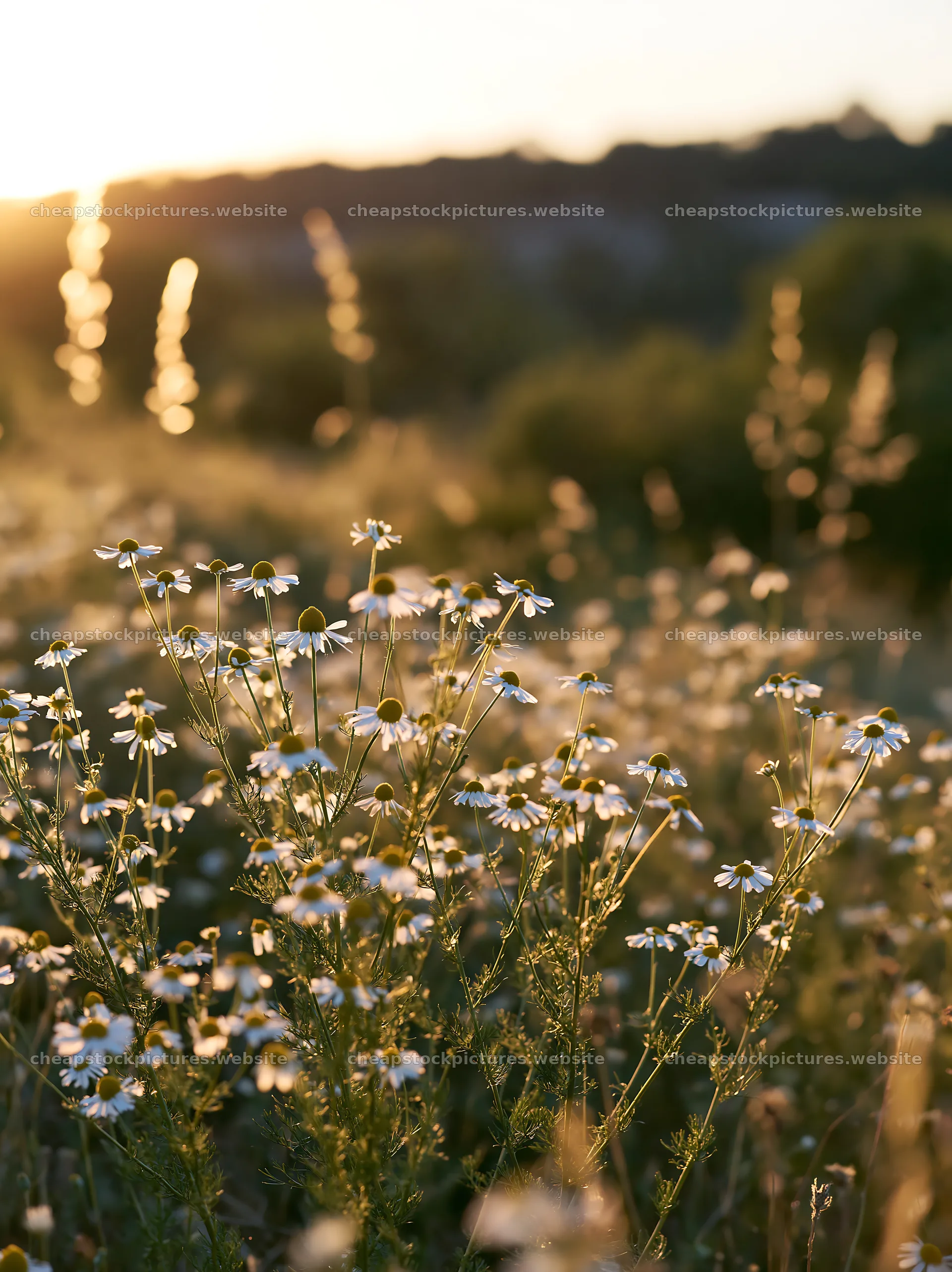 Chamomile meadow at sunset with warm sunlight – stock pictures 6866x9174