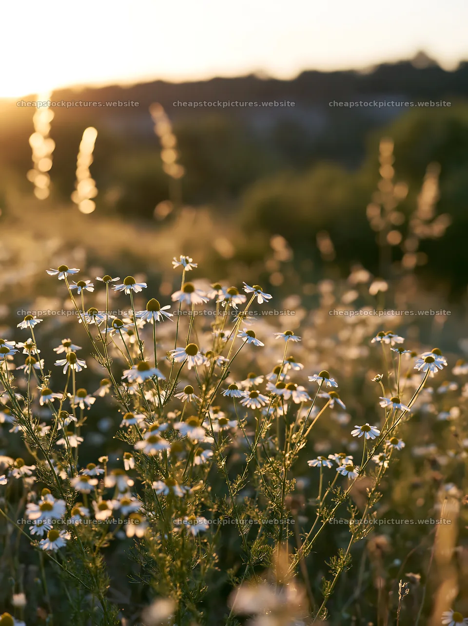 Chamomile meadow at sunset with warm sunlight – stock pictures 6866x9174
