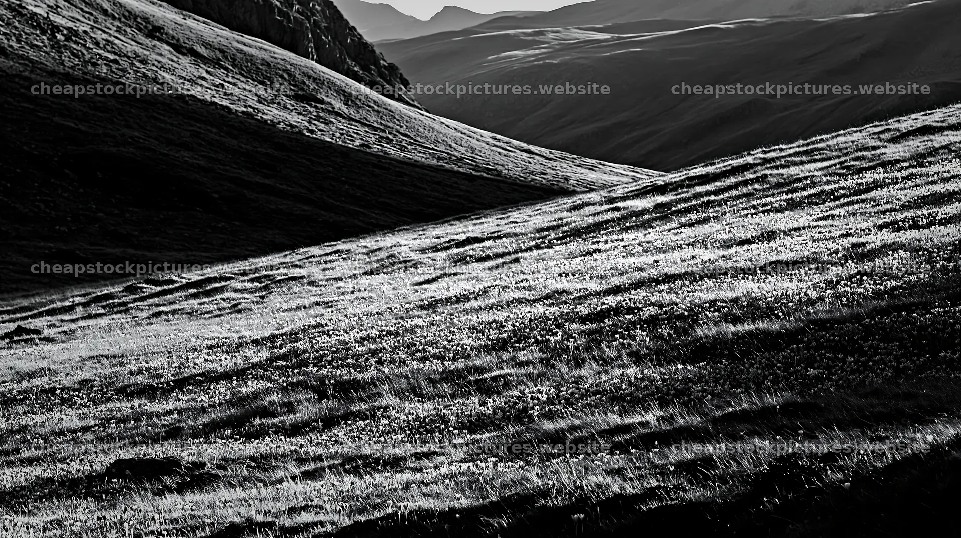 Meadow with crocuses under soft light in black and white – stock pictures 10608x5938