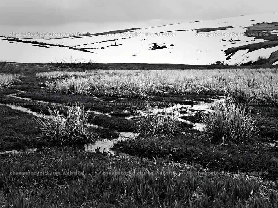 Akita snowmelt meadow with silver grasses in early spring – stock pictures 9174x6866