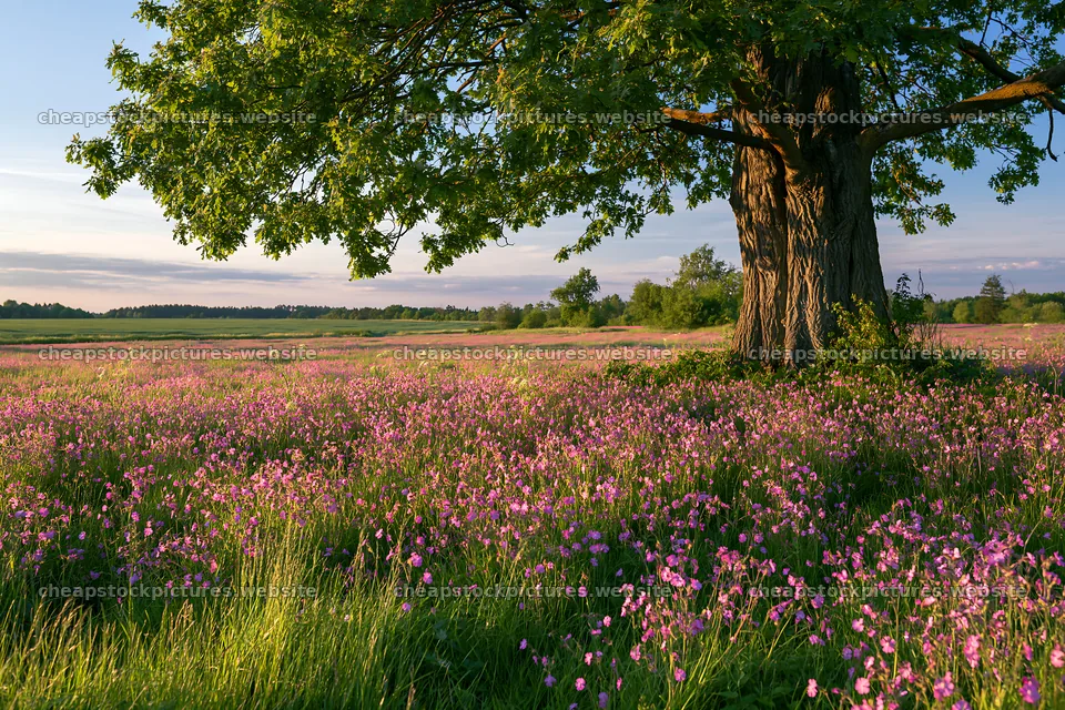 Pink campion meadow with a large tree and green landscape – stock pictures 9722x6480