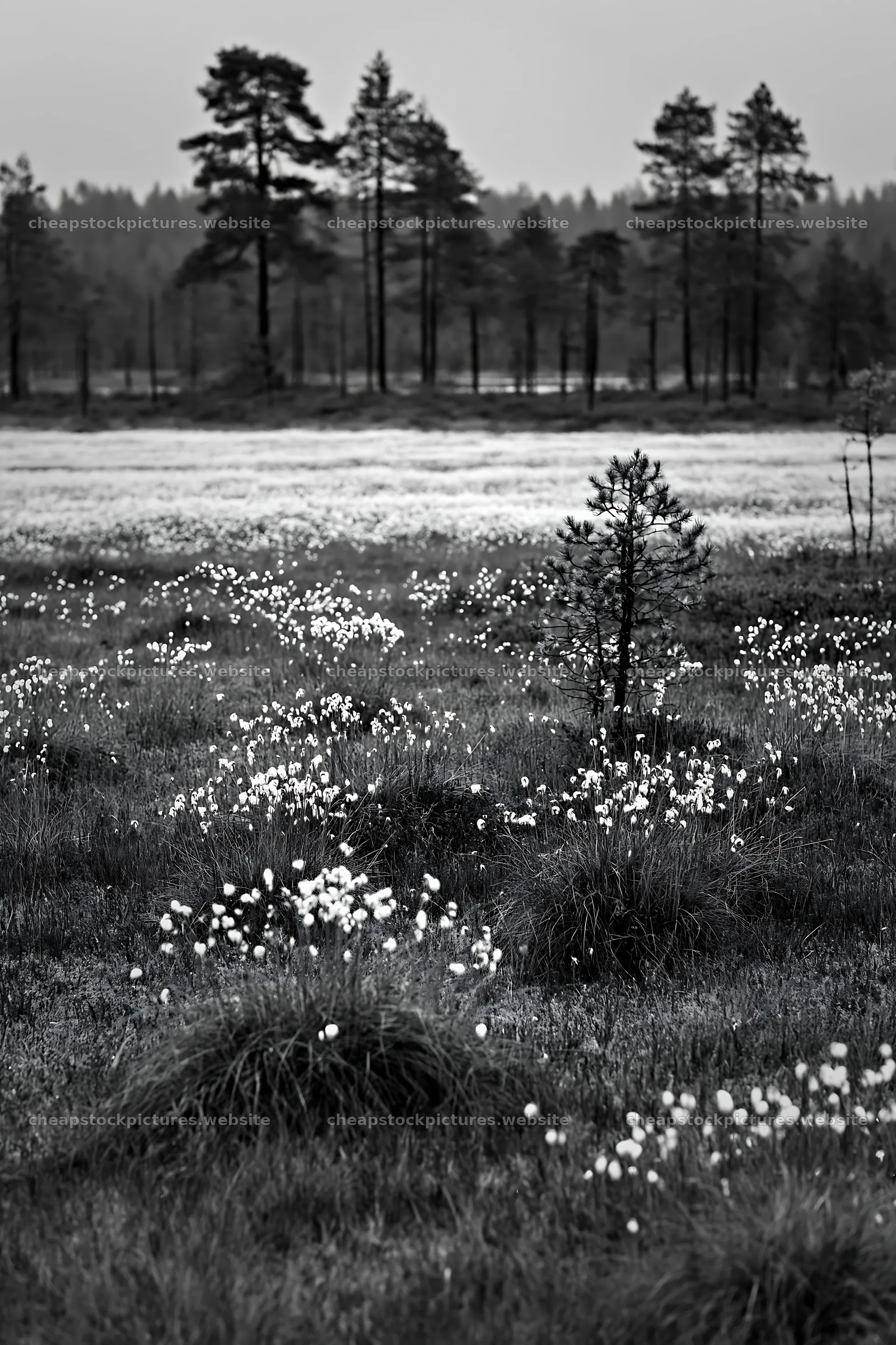 Cottongrass meadow glow under cloudy sky – stock pictures 6480x9722