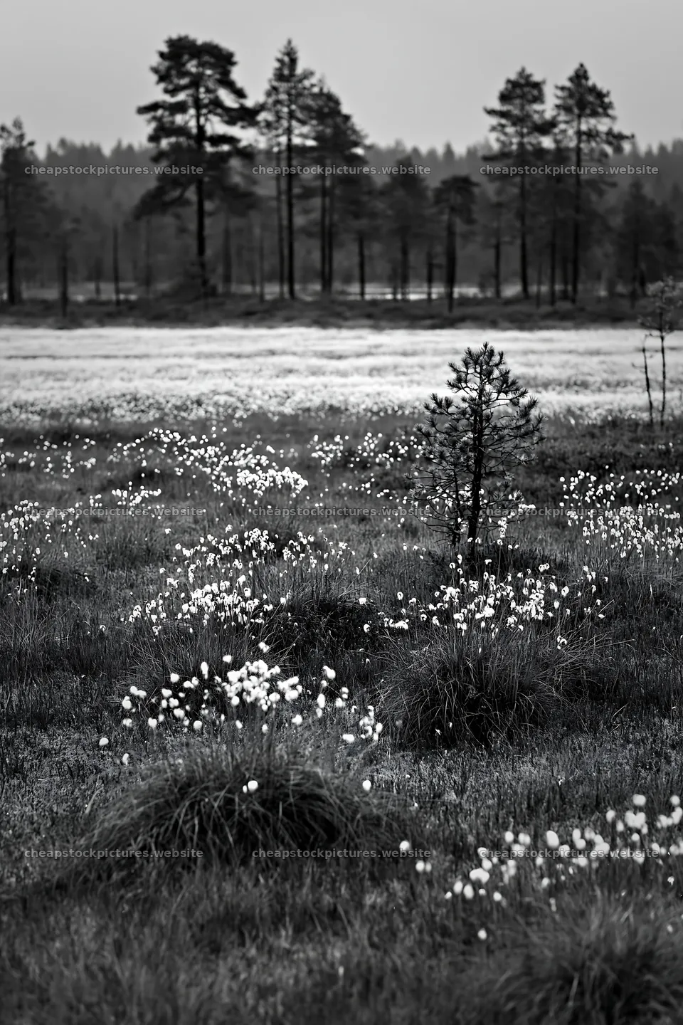 Cottongrass meadow glow under cloudy sky – stock pictures 6480x9722