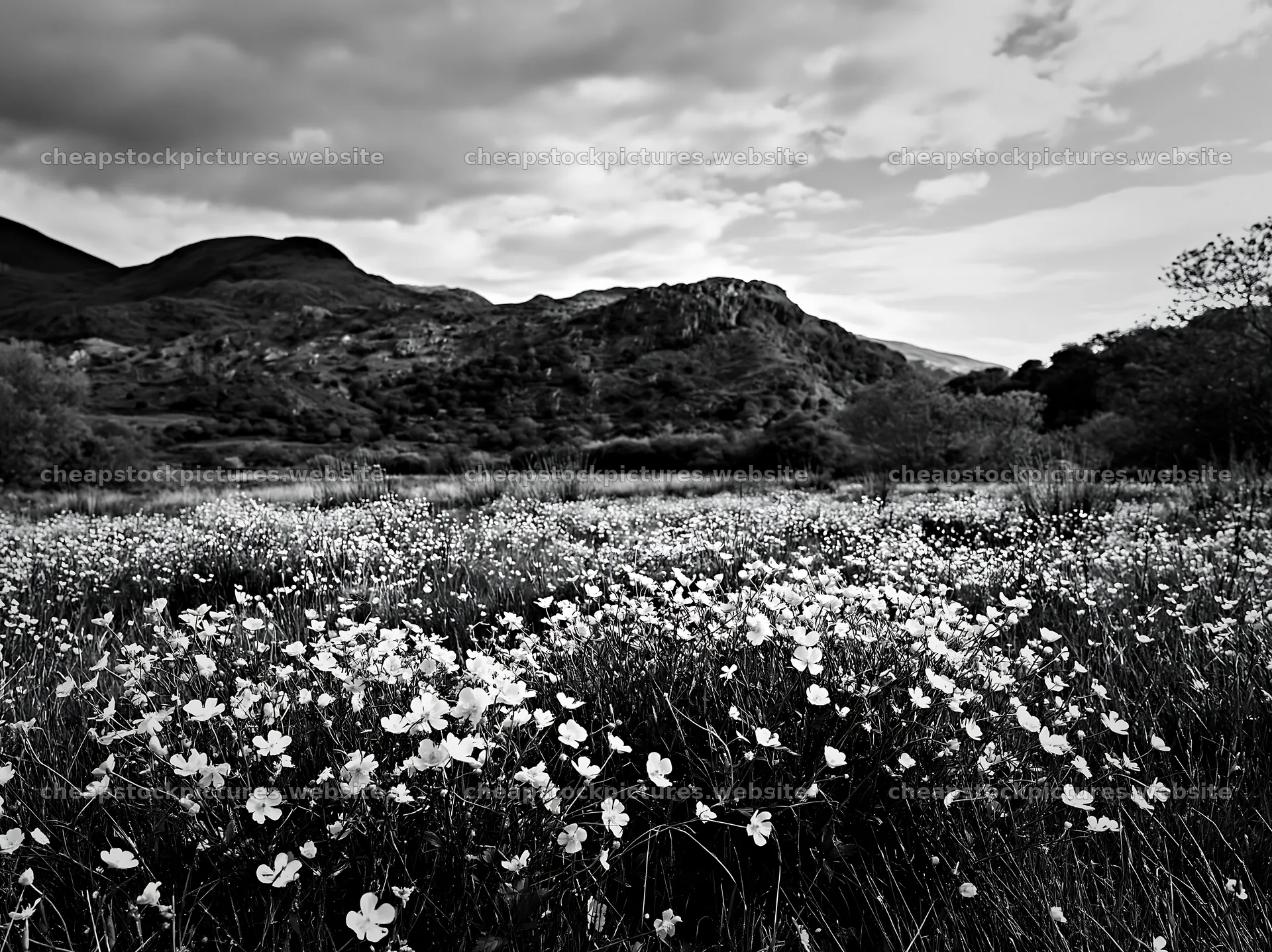 Colorful buttercup meadow with mountains and cloudy sky – stock pictures 9174x6866