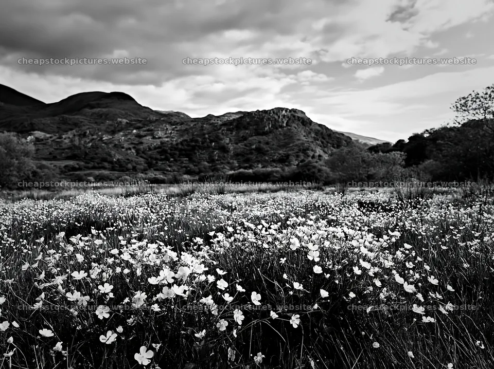 Colorful buttercup meadow with mountains and cloudy sky – stock pictures 9174x6866