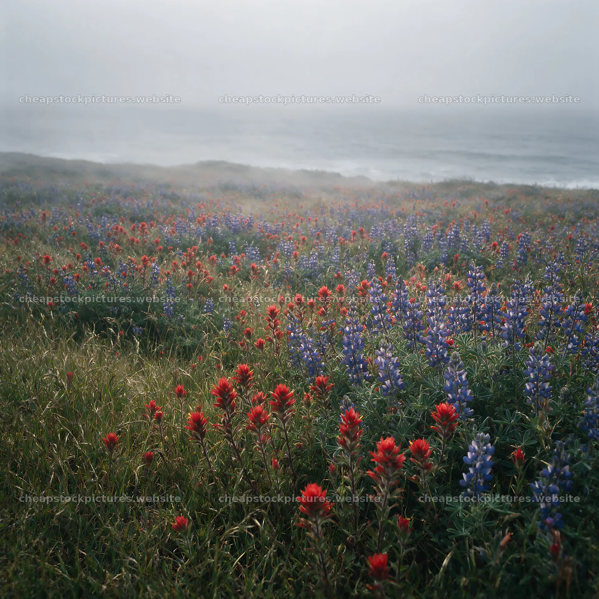 Paintbrush lupine meadow with red and blue flowers by the coast – stock pictures 7938x7938