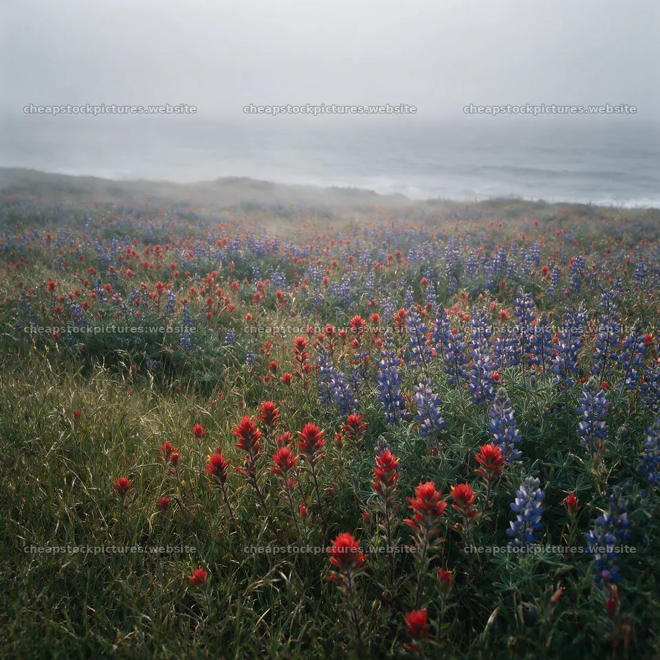 Paintbrush lupine meadow with red and blue flowers by the coast – stock pictures 7938x7938